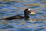 Surf Scoter